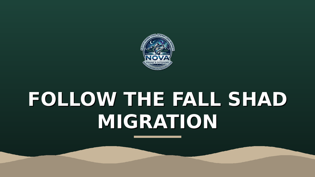 The September Shad Move: Chasing Fall Bass Into Shallow Water