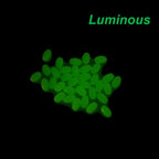 Nova Luminous Float Beads – Glowing Oval Rig Beads for Surf & Bottom Fishing (100pc)