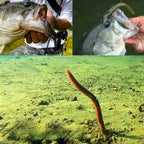 Nova Senko Worm Soft Bait 10cm 14cm Salt Scent Infused Realistic Noodle Lure - 20pcs